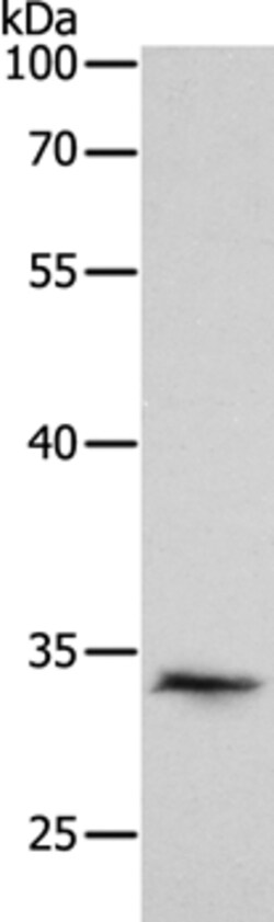 Invitrogen Pirh2 Polyclonal Antibody 100 &mu;L; Unconjugated:Antibodies,