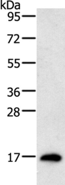 Invitrogen RAMP1 Polyclonal Antibody 100 &mu;L; Unconjugated:Antibodies,