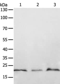 Invitrogen PTP4A2 Polyclonal Antibody 100 &mu;L; Unconjugated:Antibodies