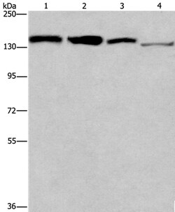 Invitrogen RAD54L2 Polyclonal Antibody 100 &mu;L; Unconjugated:Antibodies,