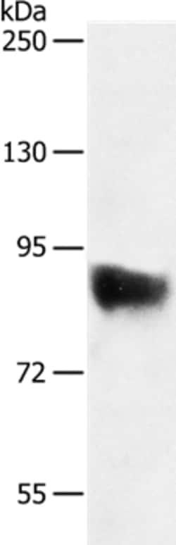 Invitrogen SEMA3G Polyclonal Antibody 100 &mu;L | Buy Online | Invitrogen&trade; | Fisher Scientific