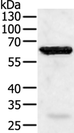 Invitrogen TRAF5 Polyclonal Antibody 100 &mu;L | Buy Online | Invitrogen&trade; | Fisher Scientific