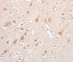 Invitrogen PCDHB16 Polyclonal Antibody 100 &mu;L; Unconjugated:Antibodies,