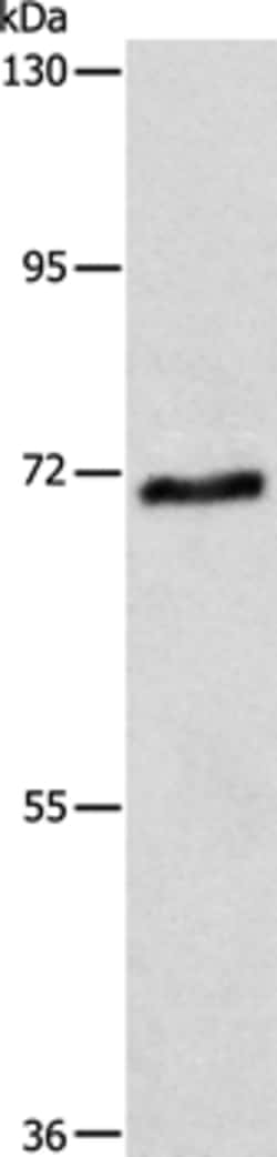 Invitrogen ABCG4 Polyclonal Antibody 100 &mu;L; Unconjugated:Antibodies,