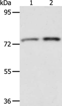 Invitrogen ACOX2 Polyclonal Antibody 100 &mu;L; Unconjugated:Antibodies,