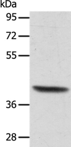 Invitrogen ACTRT1 Polyclonal Antibody 100 &mu;L; Unconjugated:Antibodies,