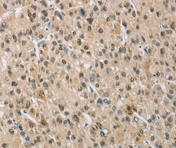 Invitrogen NAPSA Polyclonal Antibody 100 &mu;L; Unconjugated:Antibodies,