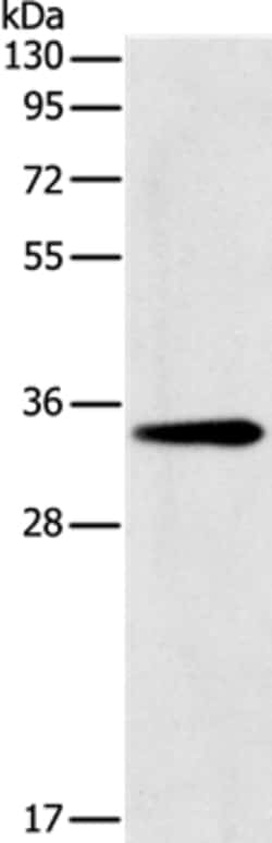 Invitrogen GNMT Polyclonal Antibody 100 &mu;L; Unconjugated:Antikörper