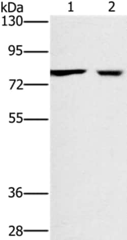 Invitrogen CASC3 Polyclonal Antibody 100 &mu;L; Unconjugated:Antibodies,