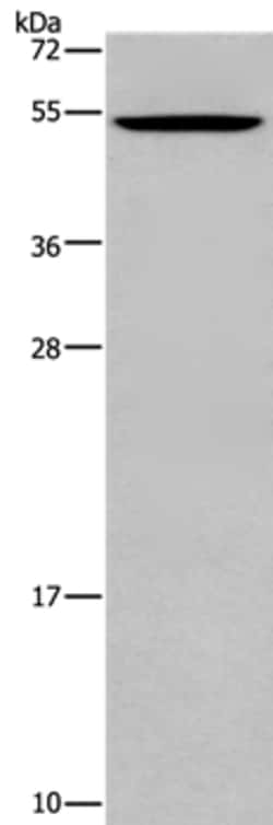 Invitrogen CATSPER3 Polyclonal Antibody 100 &mu;L | Buy Online | Invitrogen&trade; | Fisher Scientific
