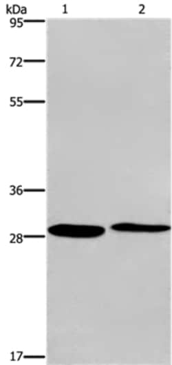 Invitrogen CPSF4 Polyclonal Antibody 100 &mu;L; Unconjugated:Antibodies,