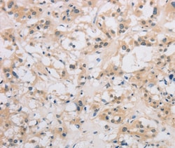 Invitrogen DDIT4L Polyclonal Antibody 100 &mu;L; Unconjugated:Antibodies,