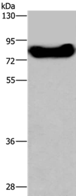 Invitrogen DDX43 Polyclonal Antibody 100 &mu;L; Unconjugated:Antibodies,