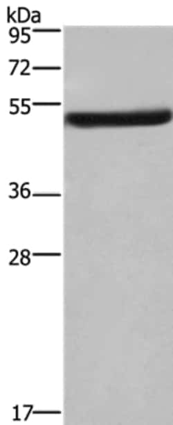 Invitrogen eIF3f Polyclonal Antibody 100 &mu;L; Unconjugated:Antibodies,