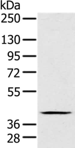 Invitrogen FAIM3 Polyclonal Antibody 100 &mu;L; Unconjugated:Antibodies,