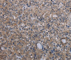 Invitrogen GANP Polyclonal Antibody 100 &mu;L; Unconjugated:Antibodies,