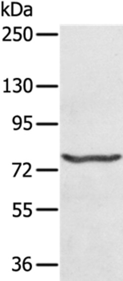Invitrogen MX1 Polyclonal Antibody 100 &mu;L; Unconjugated:Antikörper