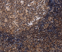 Invitrogen NTMT1 Polyclonal Antibody 100 &mu;L; Unconjugated:Antibodies,