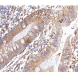Invitrogen REG3G Polyclonal Antibody 100 &mu;L; Unconjugated:Antibodies,