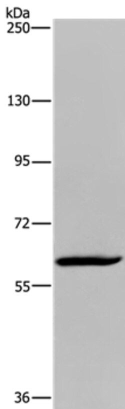 Invitrogen MIER2 Polyclonal Antibody 100 &mu;L; Unconjugated:Antibodies,