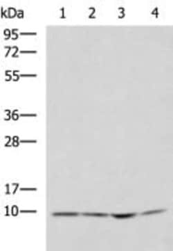 Invitrogen NDUFA1 Polyclonal Antibody 100 &mu;L; Unconjugated:Antibodies,
