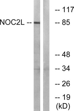 Invitrogen NOC2L Polyclonal Antibody 100 &mu;L | Buy Online | Invitrogen&trade; | Fisher Scientific