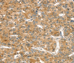 Invitrogen RASSF9 Polyclonal Antibody 100 &mu;L; Unconjugated:Antibodies,