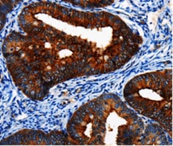 Invitrogen BRUCE Polyclonal Antibody 100 &mu;L; Unconjugated:Antibodies,
