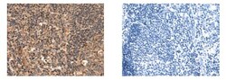 Invitrogen CHRM4 Polyclonal Antibody 100 &mu;L; Unconjugated:Antibodies,