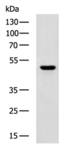Invitrogen CHRM4 Polyclonal Antibody 100 &mu;L; Unconjugated:Antibodies,