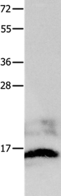 Invitrogen KISS1 Polyclonal Antibody 100 &mu;L; Unconjugated:Antibodies,