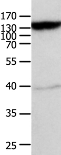 Invitrogen MRP5 Polyclonal Antibody 100 &mu;L; Unconjugated:Antibodies,