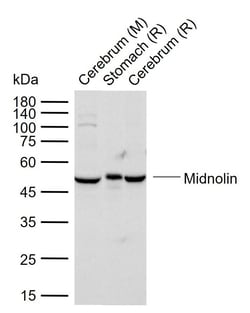 Invitrogen MIDN Polyclonal Antibody 100 &mu;L; Unconjugated:Antibodies,