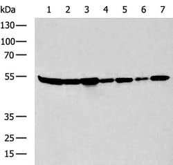 Invitrogen ASCT2 Polyclonal Antibody 100 &mu;L; Unconjugated:Antibodies,