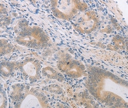 Invitrogen PGA5 Polyclonal Antibody 100 &mu;L; Unconjugated:Antibodies,