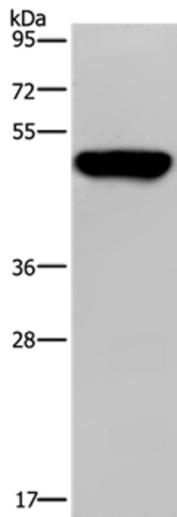 Invitrogen PSMD11 Polyclonal Antibody 100 &mu;L; Unconjugated:Antibodies,