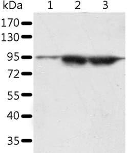 Invitrogen SPATA20 Polyclonal Antibody 100 &mu;L; Unconjugated:Antibodies,