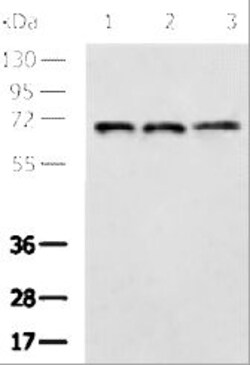 Invitrogen CD93 Polyclonal Antibody 100 &mu;L | Buy Online | Invitrogen&trade; | Fisher Scientific