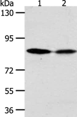 Invitrogen ADAM11 Polyclonal Antibody 100 &mu;L; Unconjugated:Antibodies,