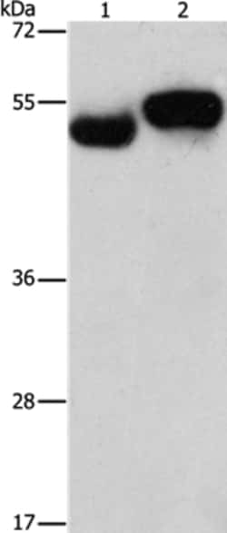 Invitrogen AMZ1 Polyclonal Antibody 100 &mu;L; Unconjugated:Antibodies,