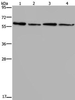 Invitrogen CD297 Polyclonal Antibody 100 &mu;L | Buy Online | Invitrogen&trade; | Fisher Scientific