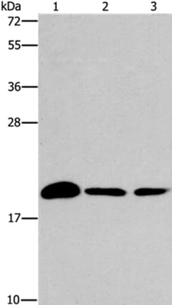 Invitrogen ARL3 Polyclonal Antibody 100 &mu;L; Unconjugated:Antibodies,