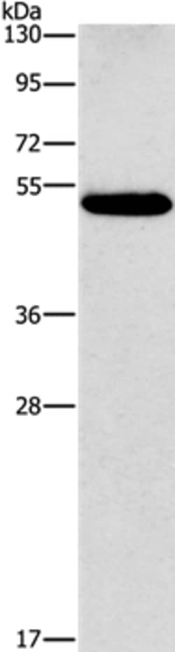 Invitrogen CALCRL Polyclonal Antibody 100 &mu;L; Unconjugated:Antibodies,