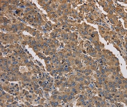 Invitrogen KCNG1 Polyclonal Antibody 100 &mu;L; Unconjugated:Antibodies,