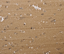 KDM5B Polyclonal Antibody:Antibodies, Polyclonal
