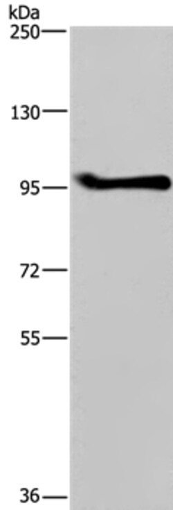 Invitrogen LLGL1 Polyclonal Antibody 100 &mu;L | Buy Online | Invitrogen&trade; | Fisher Scientific