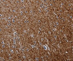 Invitrogen PCDHAC1 Polyclonal Antibody 100 &mu;L; Unconjugated:Antibodies,
