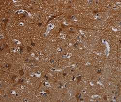 Invitrogen PCDHB15 Polyclonal Antibody 100 &mu;L; Unconjugated:Antibodies,