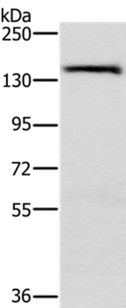 Invitrogen PPP2R3A Polyclonal Antibody 100 &mu;L; Unconjugated:Antibodies,