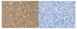 Invitrogen KDM5A Polyclonal Antibody 100 &mu;L; Unconjugated:Antibodies,